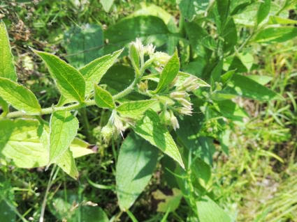 Comfrey