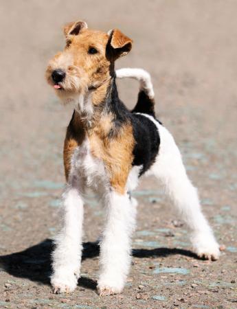 FOX TERRIER