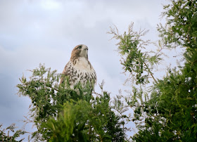 Tompkins Square red-tailed hawk fledgling