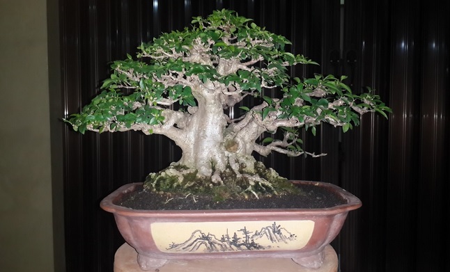 Pemeliharaan Perawatan Bonsai Anting Putri