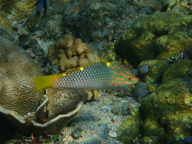 Halichoeres hortulanus