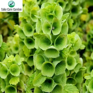 Moluccella laevis: A Promising Medicinal Plant from Sino-Irish Collaboration