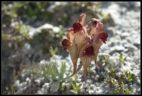 Linaria aeruginea