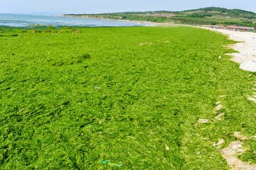 Seaweed Can Be A Potential Raw Material For Biofuel