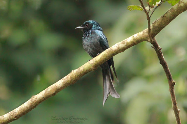 Bronzed drongo