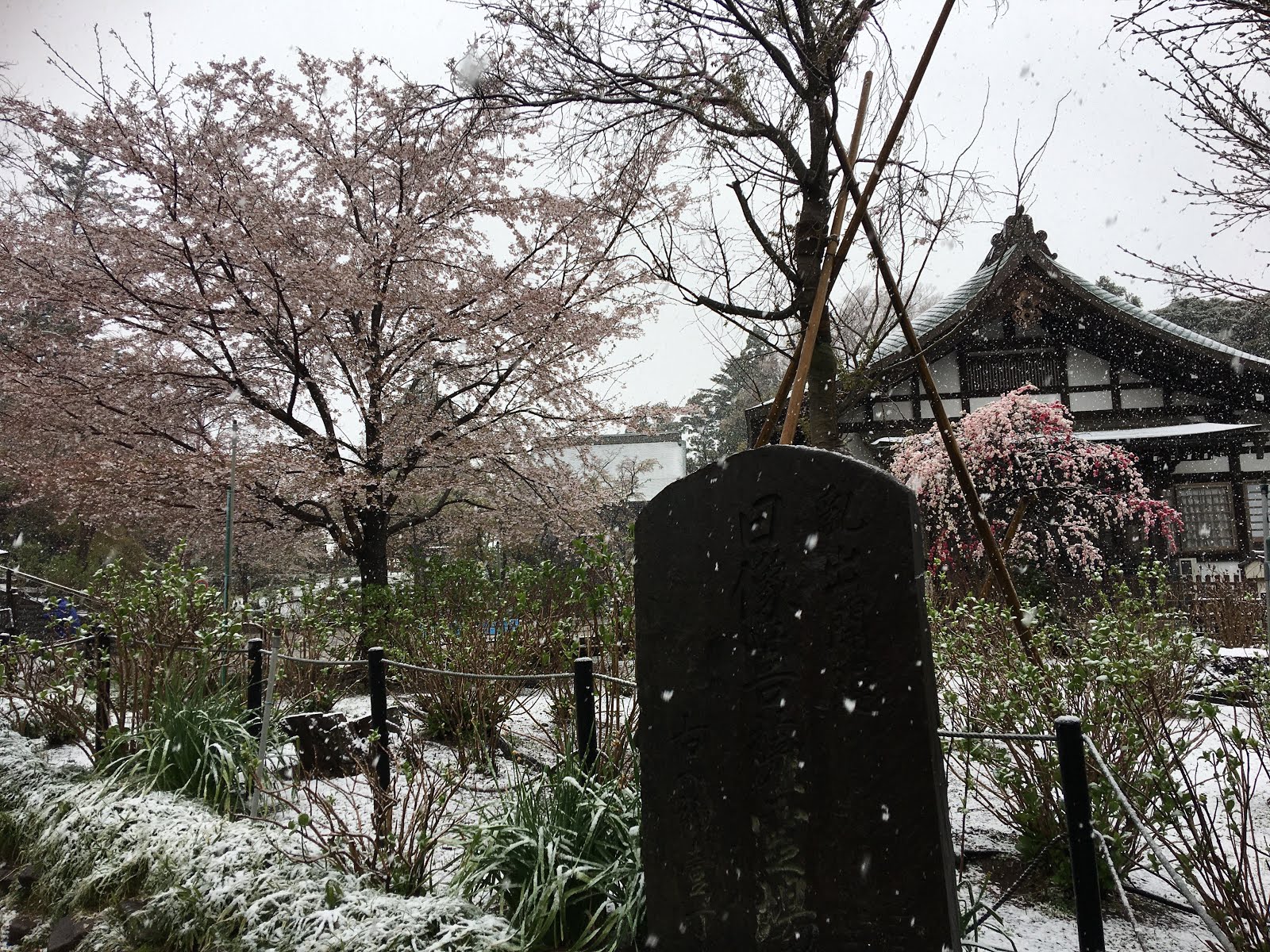 本土寺 公式ブログ 今日の風景 3月