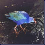 gallinule150