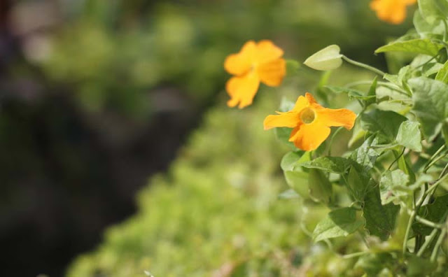 Black-Eyed Susan Vine Flowers Pictures