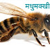 मधुमक्खी के छत्ते से शहद निकालने के तरीके और हमले से बचाव। Honey 