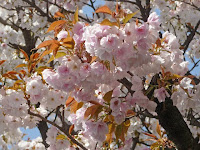 観音堂前の歓喜桜。