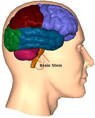 Brain Stem Functions3