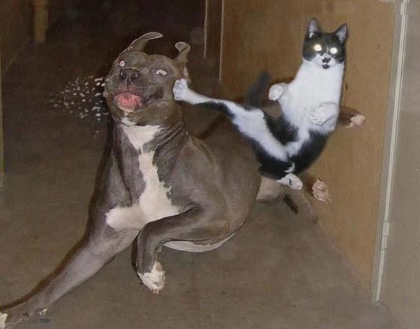 funny cat and dog