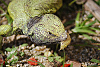 Uromastyx (Hembra)