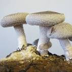 medicinal Mushroom
