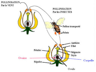 la pollinisation directe