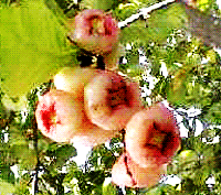 Guava