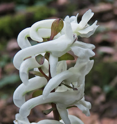 Corydale creuse (Corydalis cava)