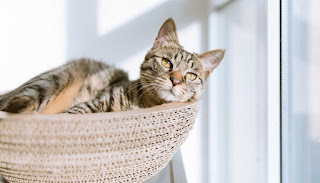 Un gato es una mascota de compañía cariñosa e independiente. Los gatos son expertos en brindar amor y compañía a la par que disfrutan de su independencia. No requieren tanta atención constante, lo que los convierte en una excelente opción para personas con un estilo de vida ocupado.    #mascota #mascotas #gatos #gato #gatito #gatitos #mvz #veterinaria #veterinario #jeringadeschable #jeringadescartable #saludanimal #saliddetugato #consultaveterinaria #comidadegato #clinicaveterinaria #hospitalveterinario #vacunaciondegatos #esterilizaciondegatos #medicaciondegatos #dietadegatos #juguetesdegatos #accesoriosdegatos #miprimergato #pablocasas #lineaveterinaria #cuidadosparatugato #perrosygatos #cat #cats