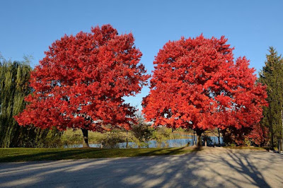 Mengenal Pohon Red Maple Panama Lokal Di Indonesia