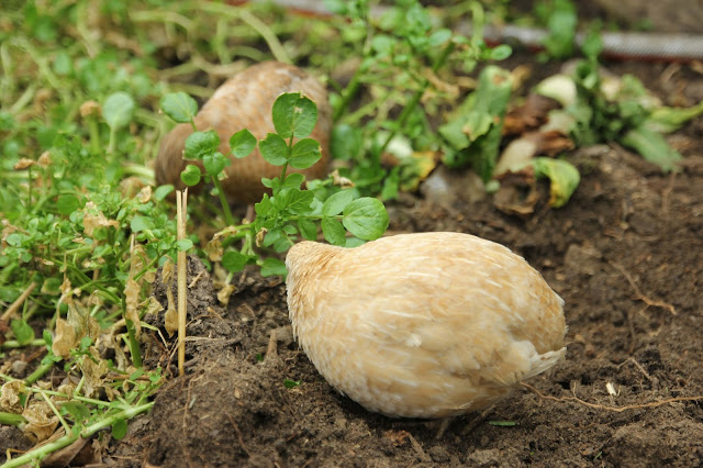 Watercress as a forage and medicinal for quail