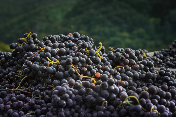 jugo de uva, uvas para consumir