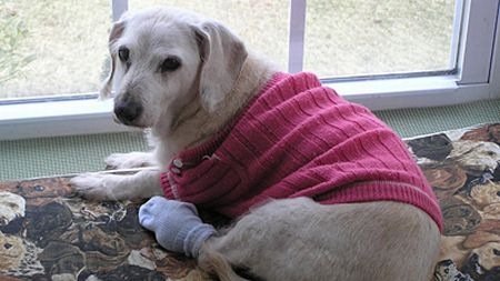 chanel_oldest_dog_dies