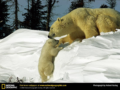 Beautiful Polar Bear With Mom Photo