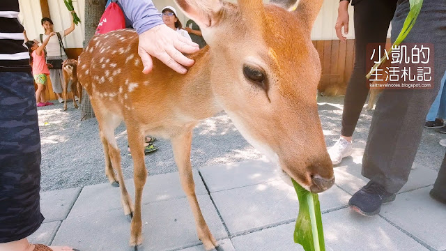 張美阿嬤農場｜台灣奈良看鹿鹿｜宜蘭餵食梅花鹿新景點