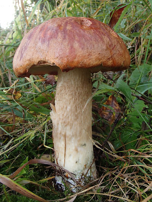  Leccinum aurantiacum koźlarz czerwony