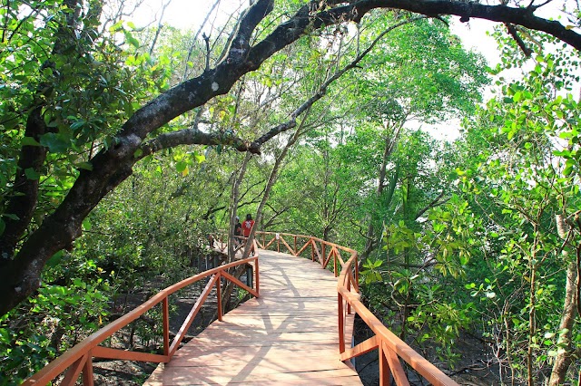 Hutan Mangrove Batu Karas