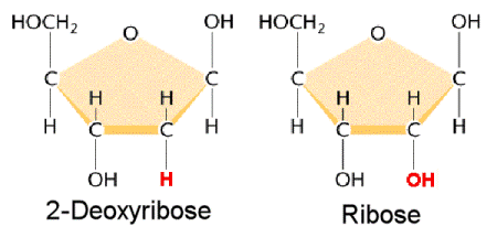 Perbedaan DNA Dan RNA