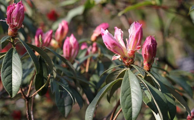 Azalea Flowers Pictures