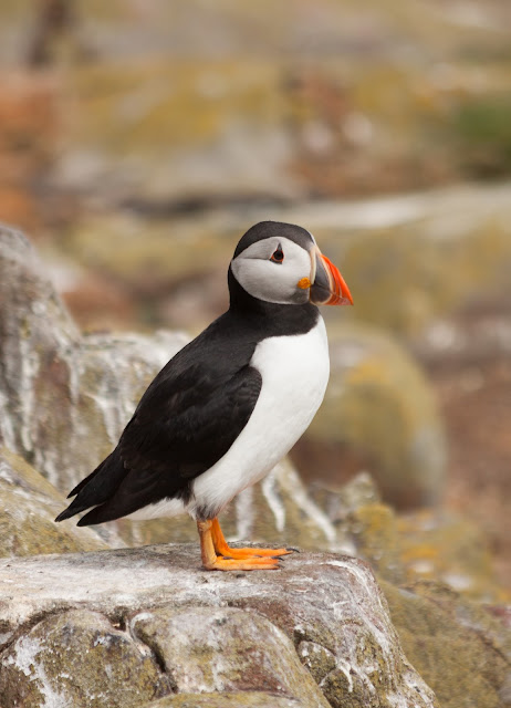 Puffin - Farne Islands, Northumberland