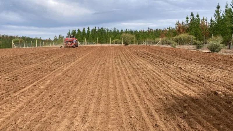 10 puntos claves para el establecimiento exitoso de la alfalfa