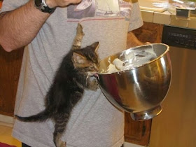 Funny cats - part 91 (40 pics + 10 gifs), kitten wants ice cream