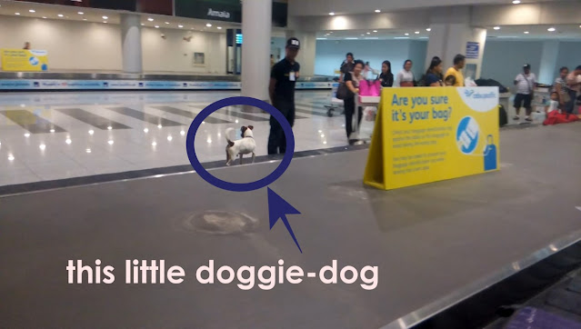 a little K9 sniffer dog running on the conveyor belt of NAIA Terminal 3 arrival luggage carousel