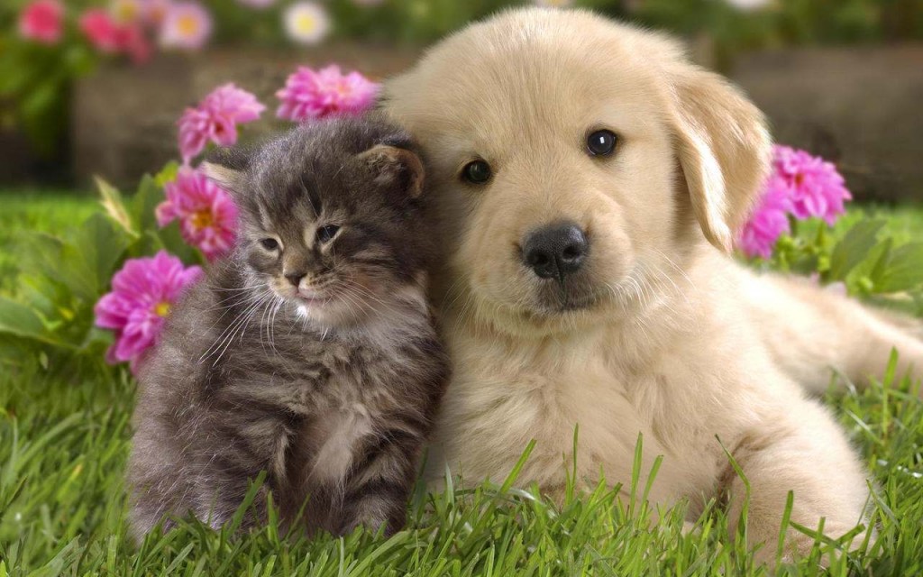 Photo De Chat Chien Et Chat Trop Mignons