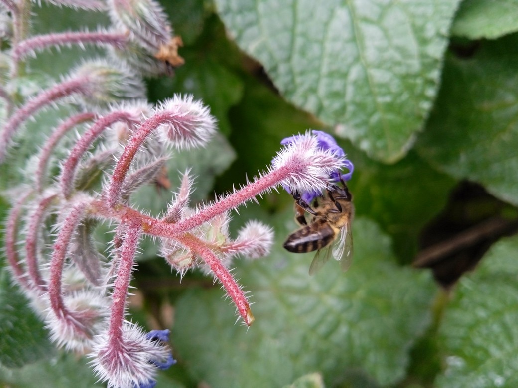 Borage has attractive green foliage, lovely star-shaped blue flowers and woolly stems. In the garden, This beautiful plant attracts bees of all kinds.