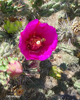 tree cholla, Cylindropuntia imbricate