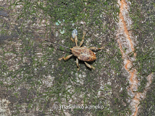 コナラシギゾウムシ ♀