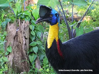 Northern Cassowary (Casuarius casuarius)