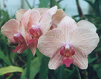 Phalaenopsis orchids