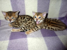 funny animals, two cute kittens