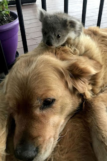Golden Retriever salva a un bebé koala abandonado y lo lleva a casa con ella