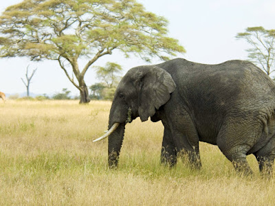 foto de elefante pastando  