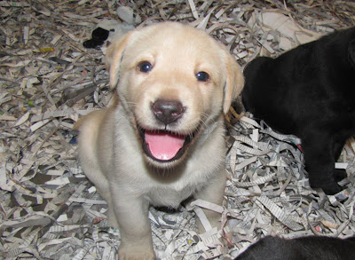 Yellow Labrador Retriever puppy from GDB breeder mom Bettymae's litter