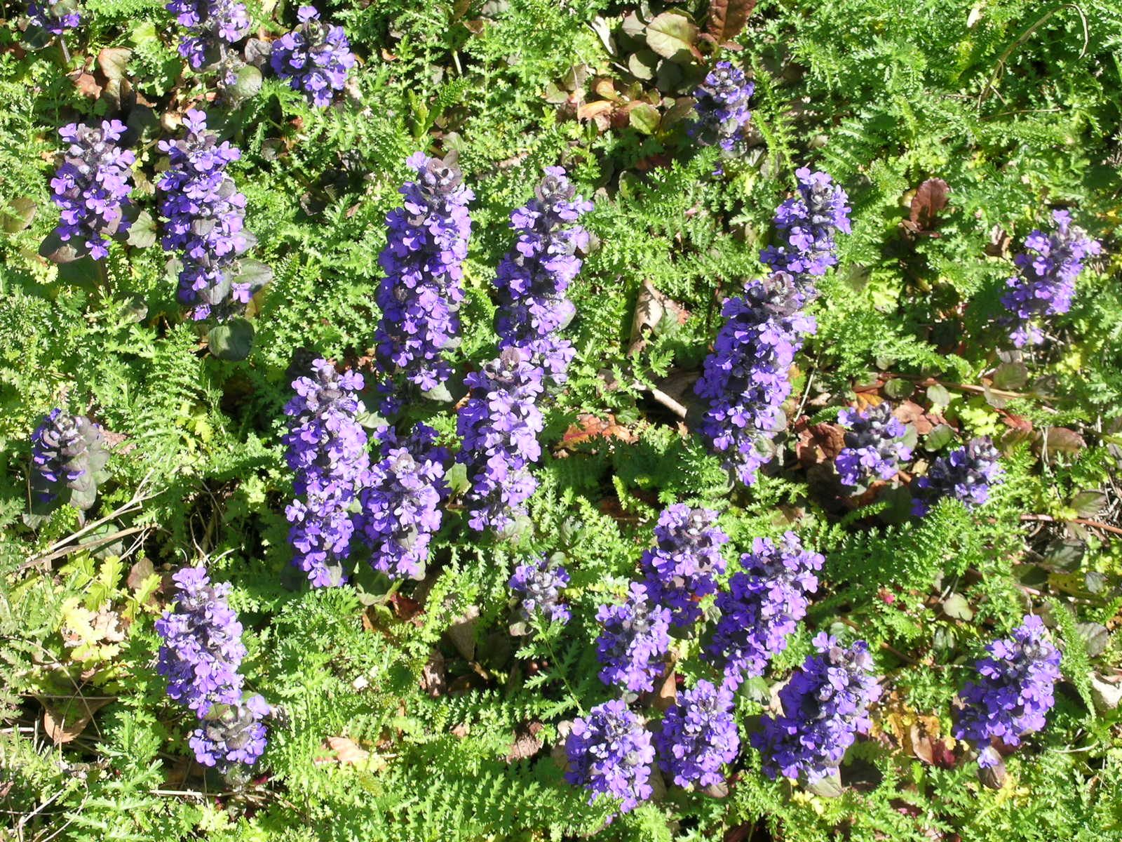 Berkeley Butterfly Blog: Ajuga reptans--Carpet Bugleweed