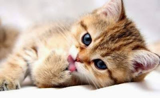 Tips Melatih Kucing Tidur Di Dalam Kandang