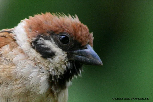 Portrait of Sparrow Passer Montanus