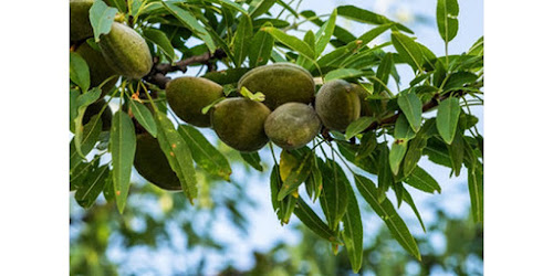  KACANG ALMOND UNTUK WAJAH Weda